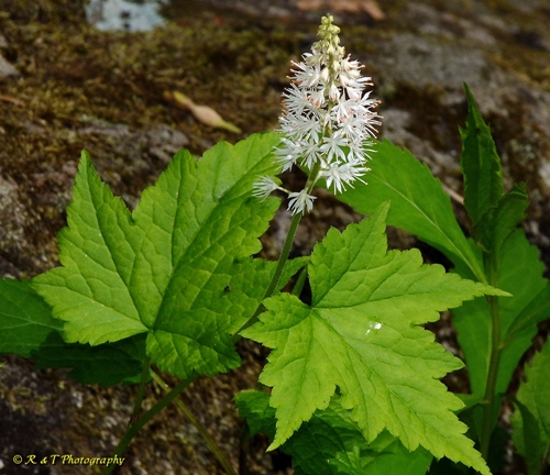 {Tiarella cordifolia}